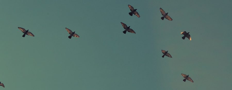 Birds in the sky